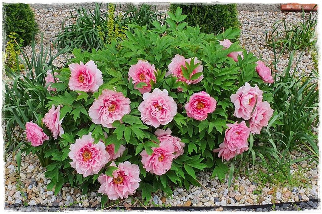 Krzewy kwitnące wiosną 8b Krzewy kwitnące wiosną 8b