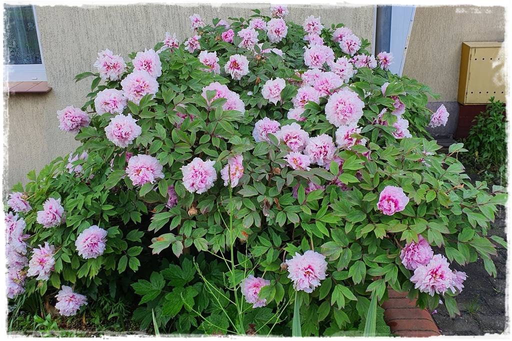 Krzewy kwitnące wiosną 8d Krzewy kwitnące wiosną 8d