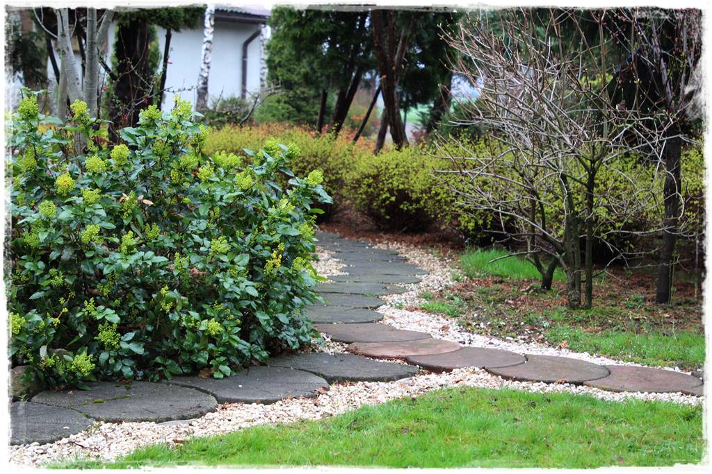 Krzewy kwitnące wiosną 9 Krzewy kwitnące wiosną 9