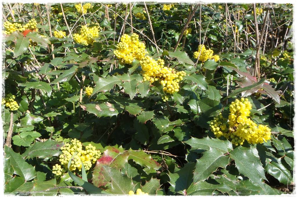 OLYMPUS DIGITAL CAMERA OLYMPUS DIGITAL CAMERA