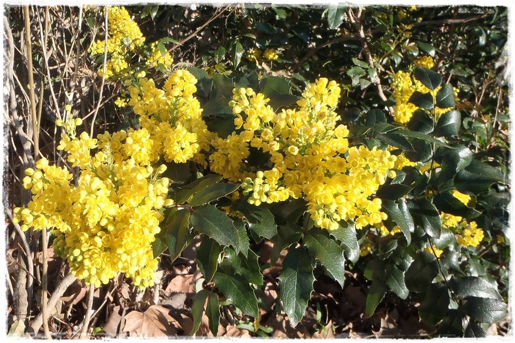 Krzewy kwitnące wiosną 9b Krzewy kwitnące wiosną 9b