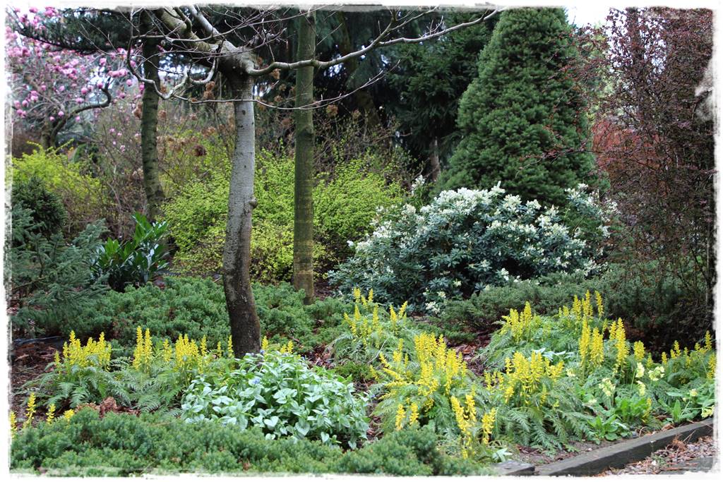 Krzewy kwitnące wiosną 9d Krzewy kwitnące wiosną 9d