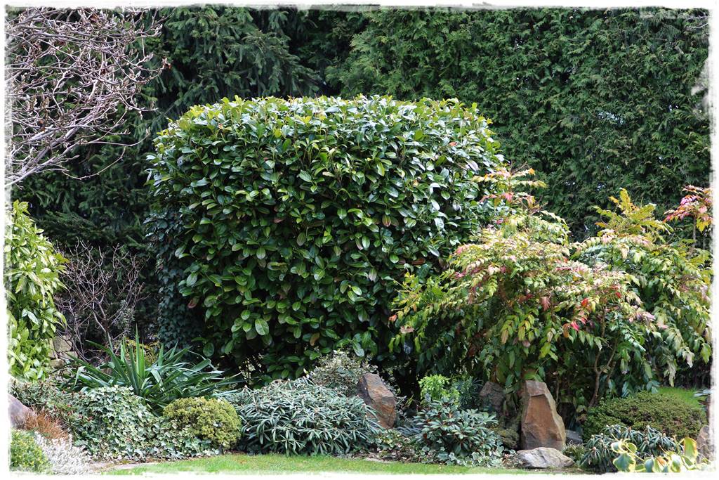 Krzewy kwitnące wiosną 9e Krzewy kwitnące wiosną 9e