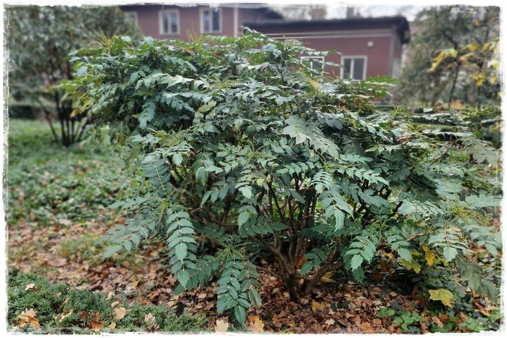 Krzewy kwitnące wiosną 9g Krzewy kwitnące wiosną 9g