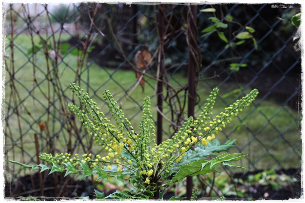 Krzewy kwitnące wiosną 9h Krzewy kwitnące wiosną 9h