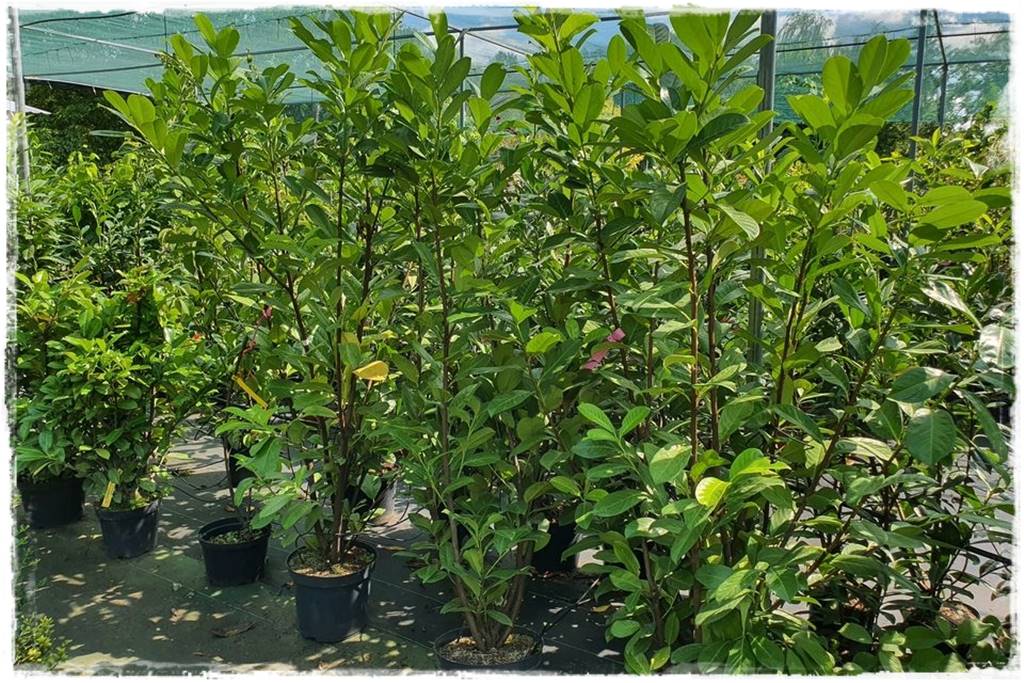 Laurowiśnia 13 Laurowiśnia 13