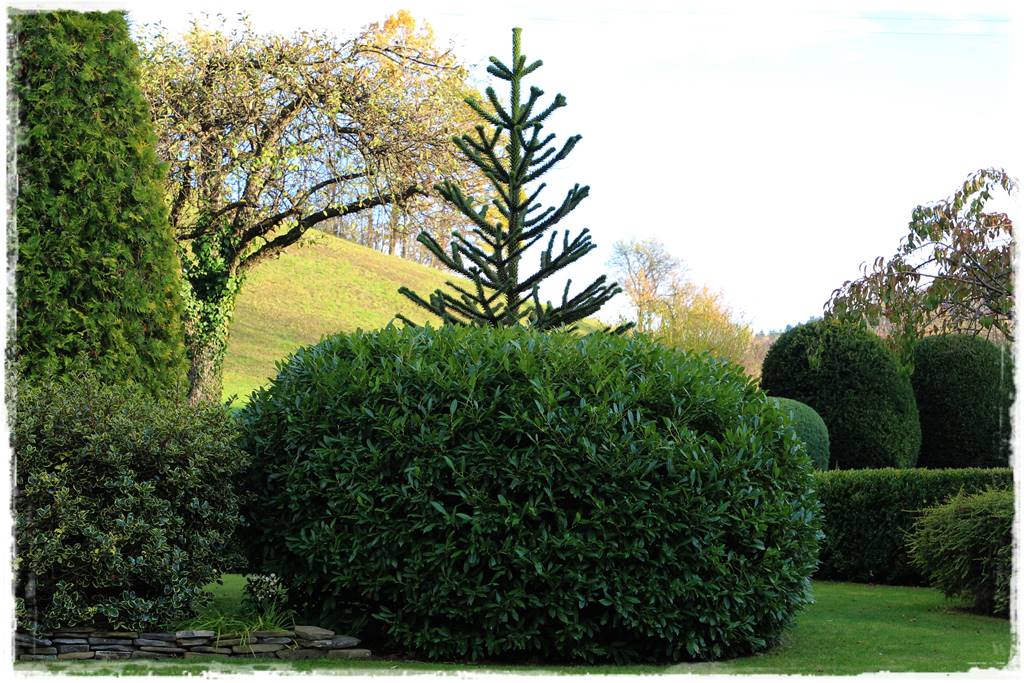 Laurowiśnia 17c Laurowiśnia 17c