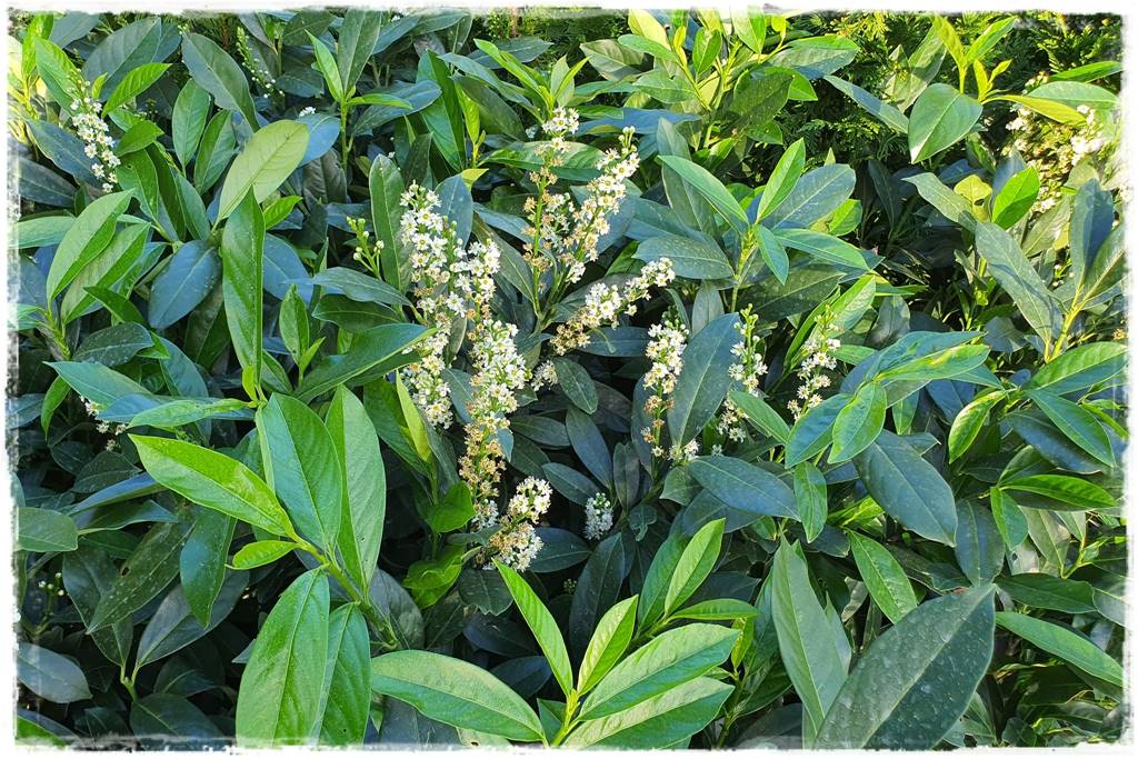 Laurowiśnia 4 Laurowiśnia 4