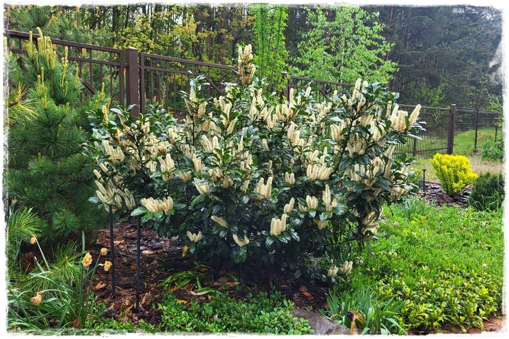 Laurowiśnia 4a Laurowiśnia 4a