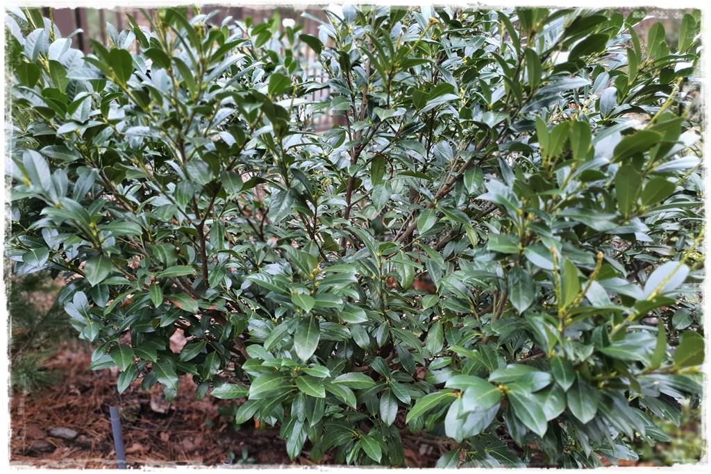 Laurowiśnia 9a Laurowiśnia 9a