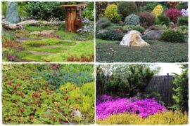 Rośliny okrywowe zamiast trawnika 0