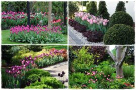 Tulipany w ogrodzie 0