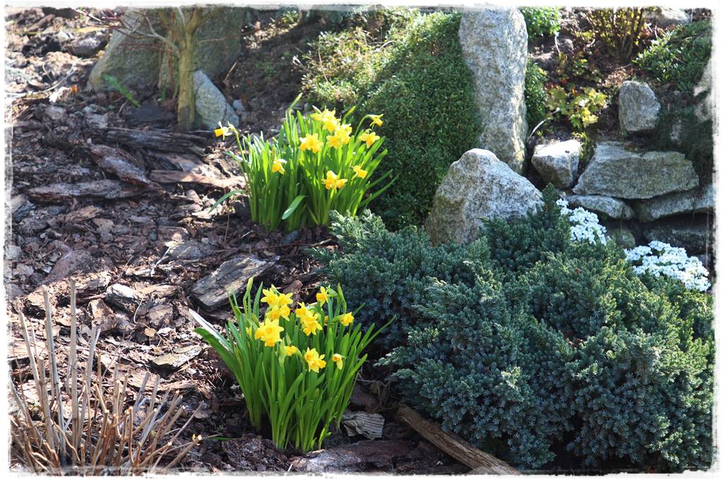 Wiosenne kwiaty aranżacje 1b