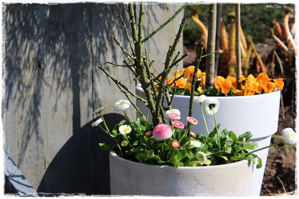 Wiosenne kwiaty aranżacje 1h