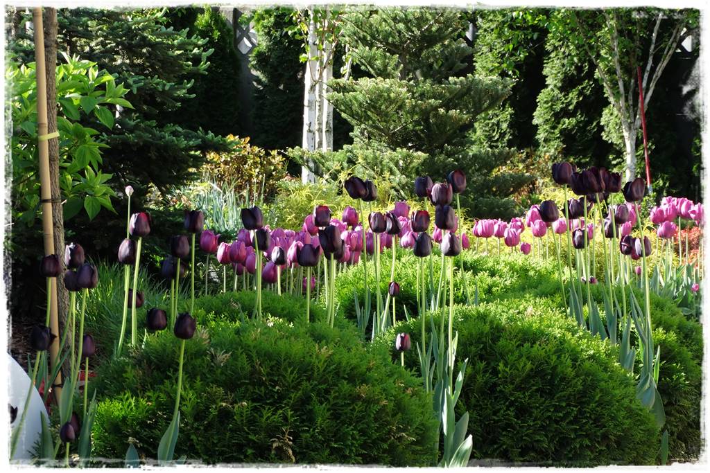 Wiosenne kwiaty aranżacje 3b