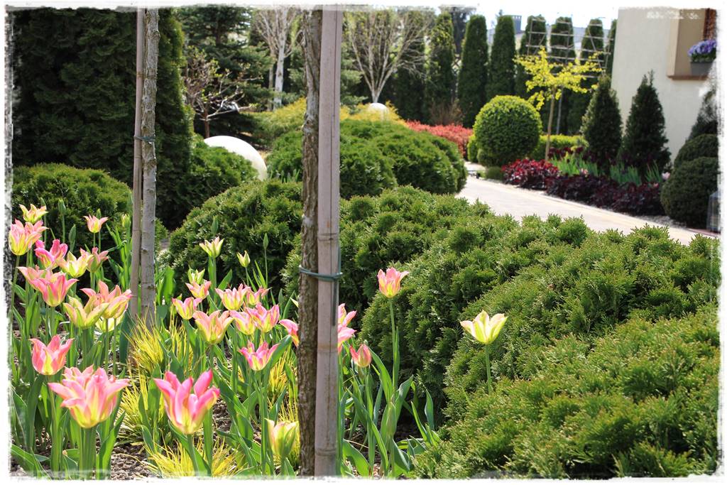 Wiosenne kwiaty aranżacje 3f