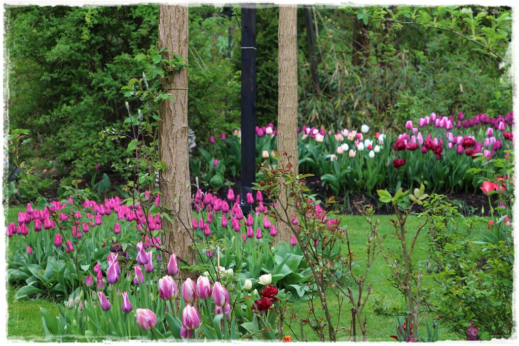 Wiosenne kwiaty aranżacje 4