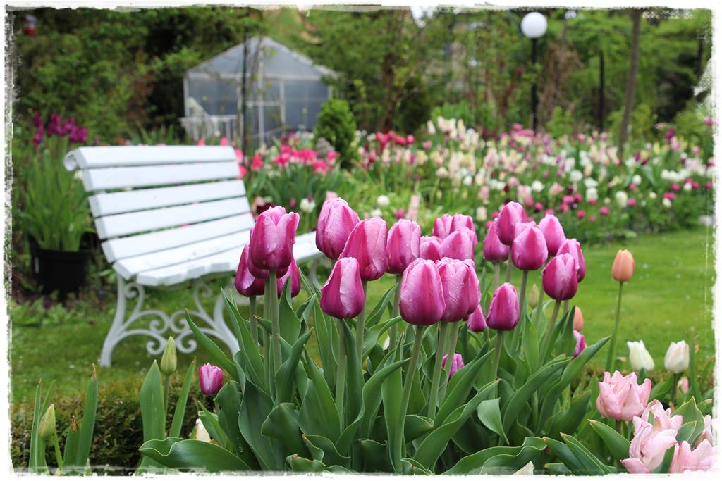 Wiosenne kwiaty aranżacje 4d