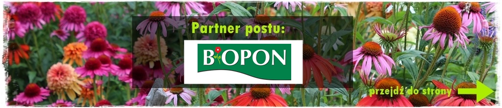 rośliny łatwe w uprawie 200