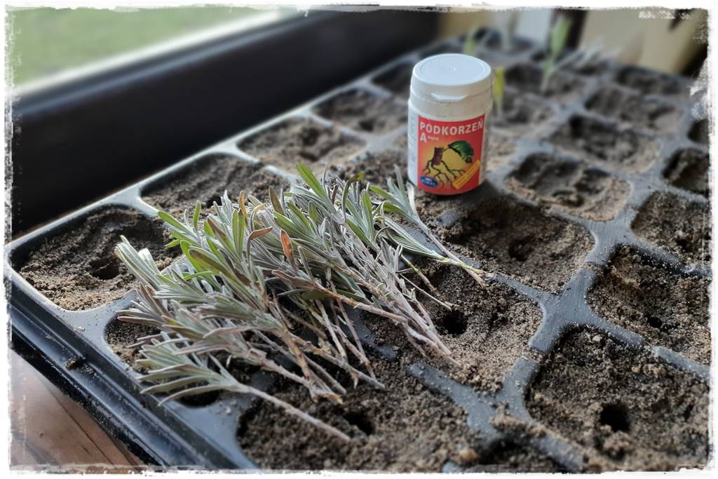 sadzonki lawendy 100