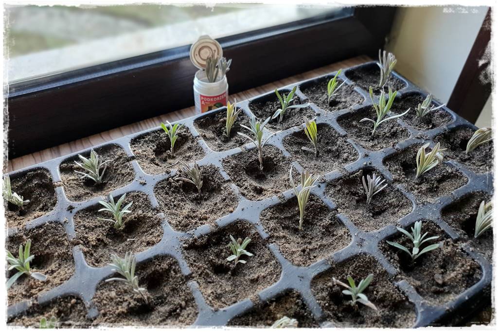 sadzonki lawendy 102