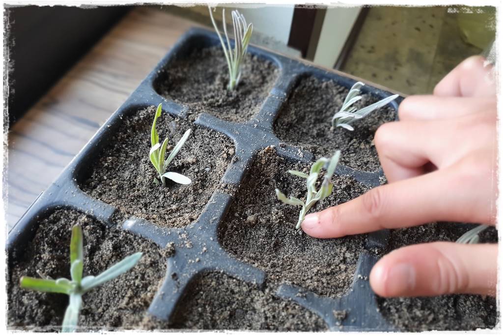 sadzonki lawendy 103