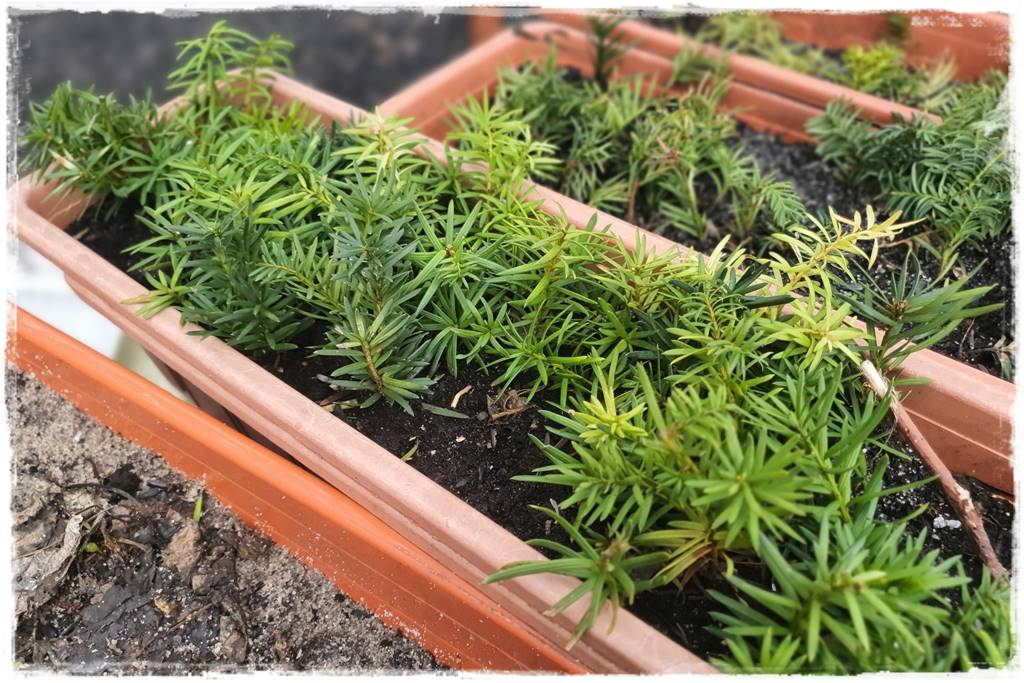 sadzonki lawendy 200