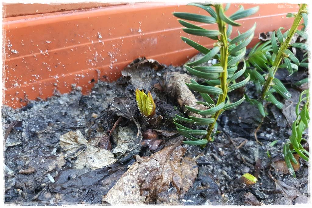 sadzonki lawendy 201