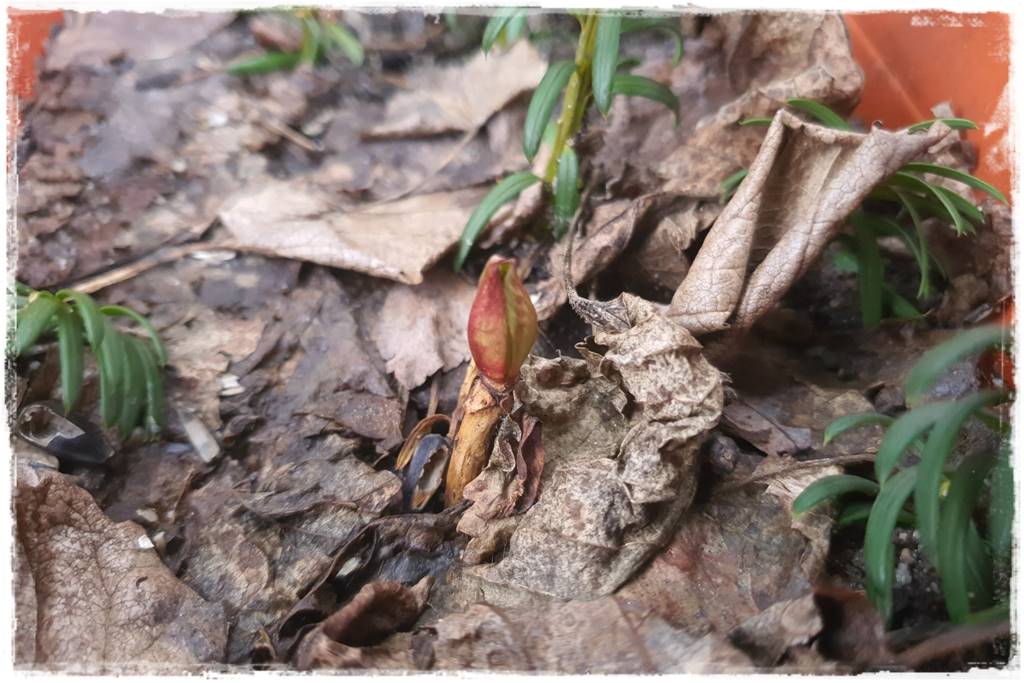 sadzonki lawendy 202