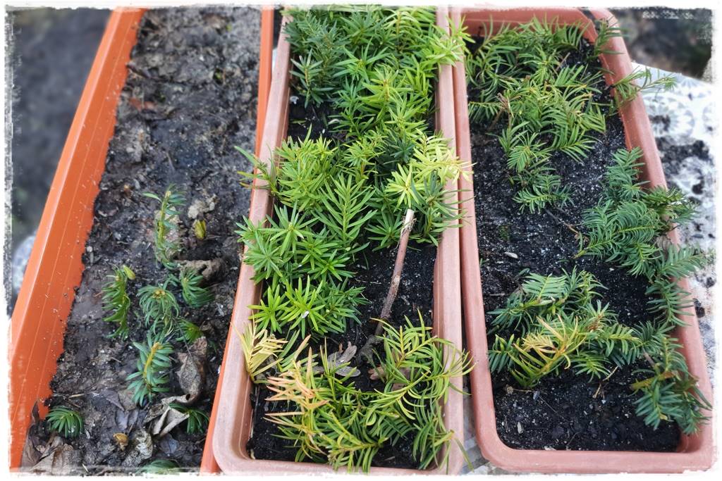 sadzonki lawendy 203