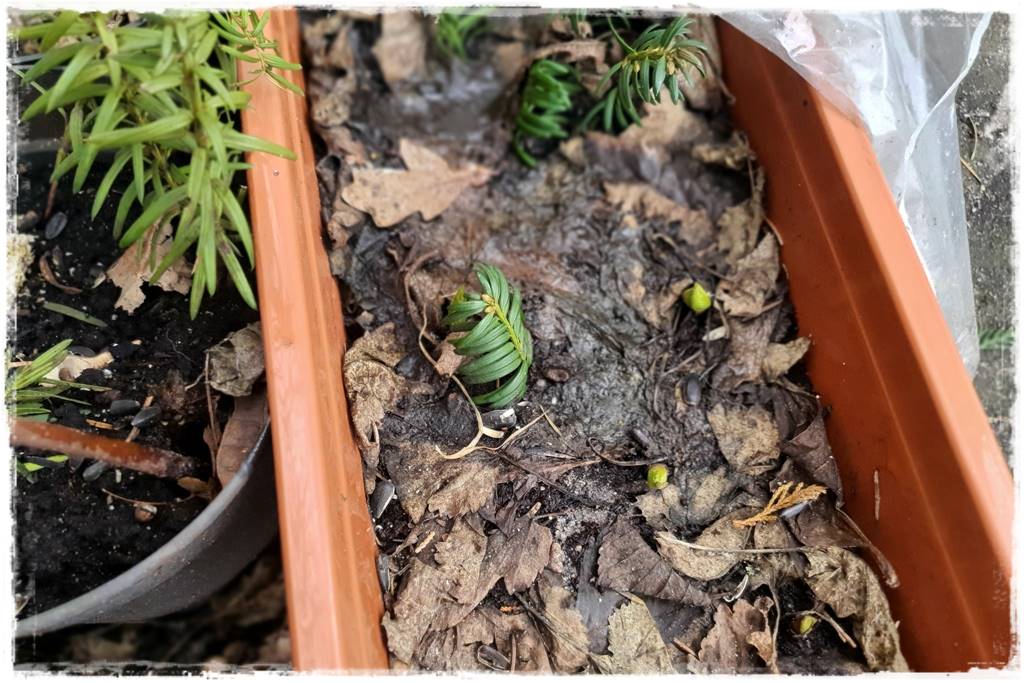 sadzonki lawendy 204