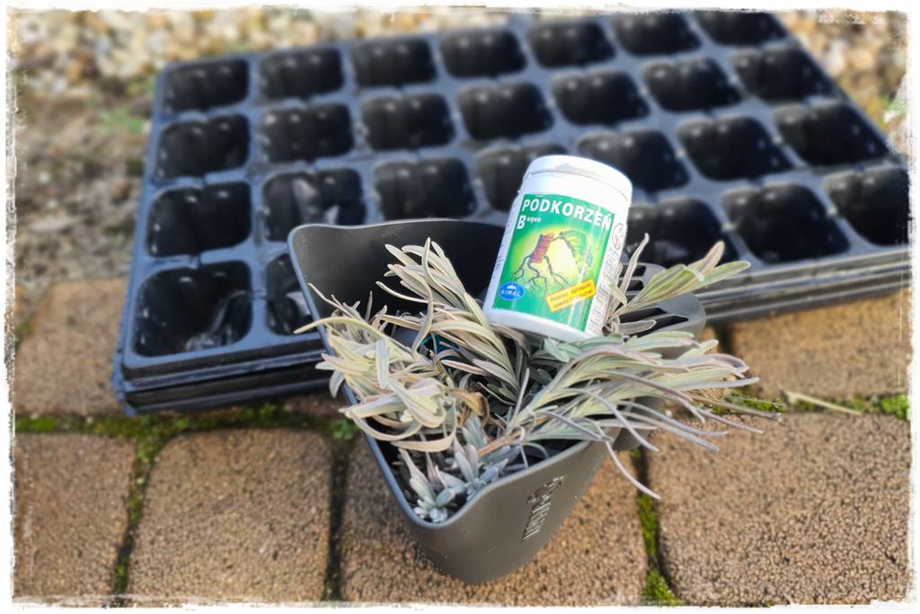 sadzonki lawendy 61