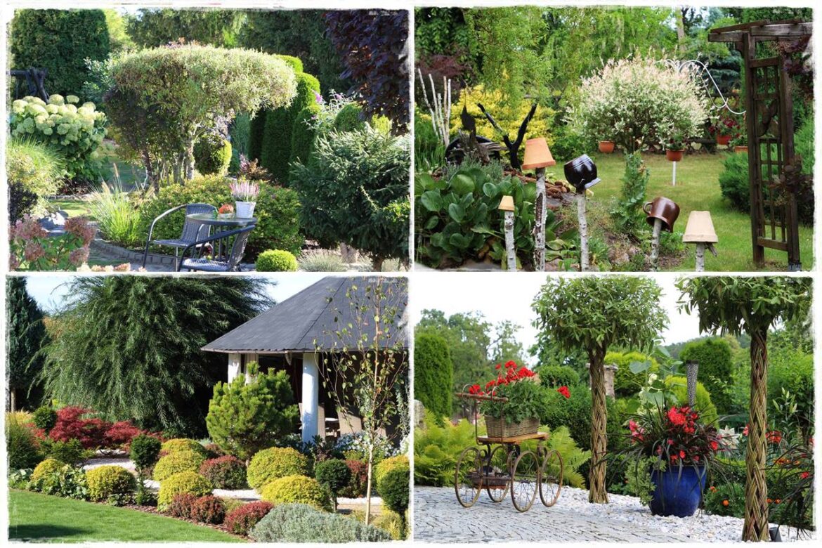 wierzby ozdobne w ogrodzie 0