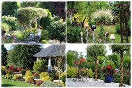 wierzby ozdobne w ogrodzie 0