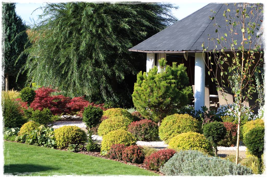 wierzby ozdobne w ogrodzie 10