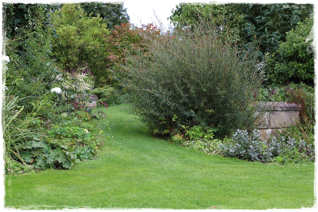 wierzby ozdobne w ogrodzie 1a