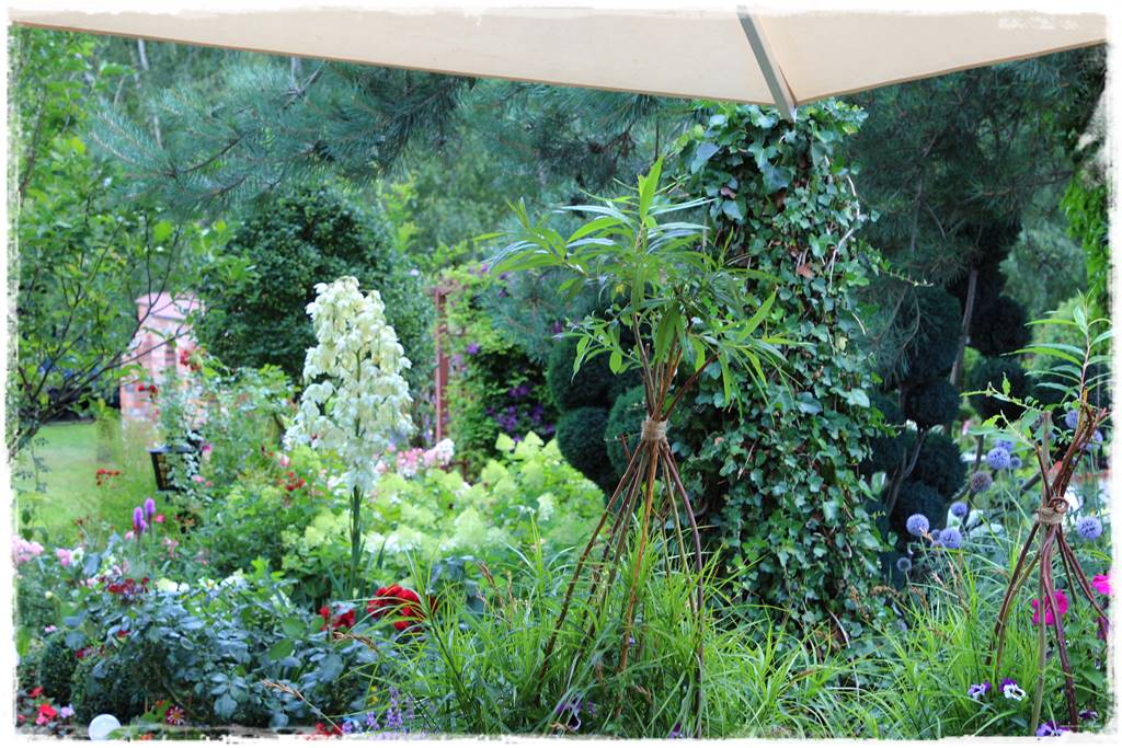 wierzby ozdobne w ogrodzie 1b