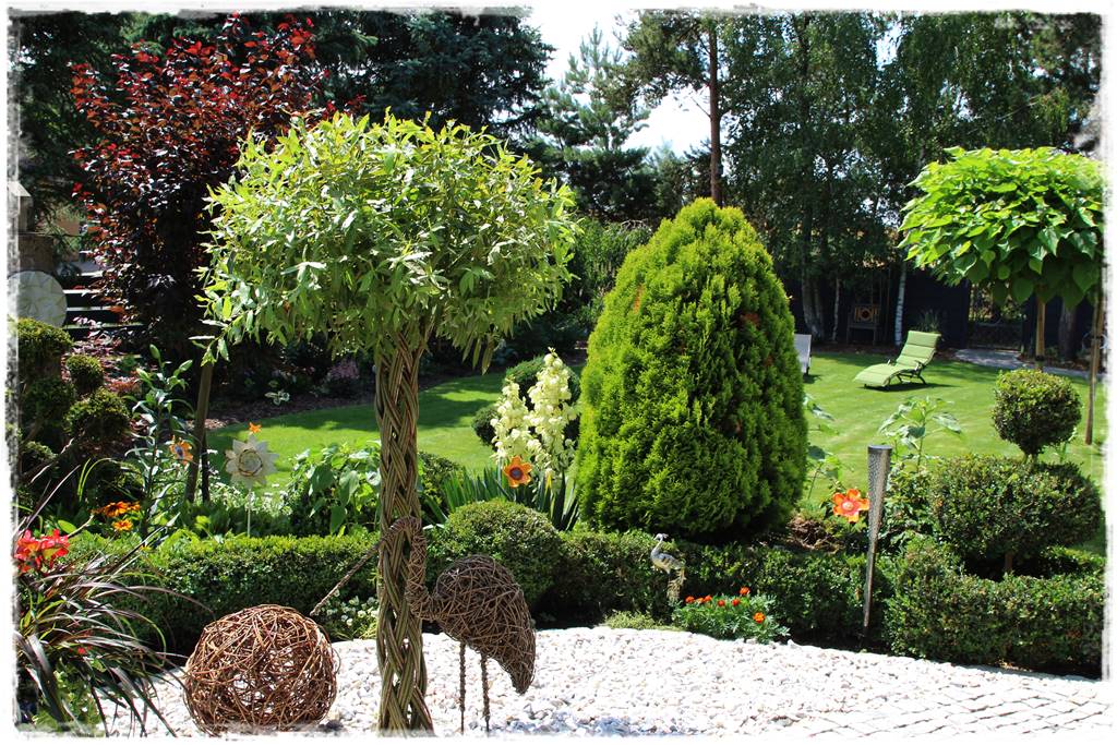 wierzby ozdobne w ogrodzie 1c