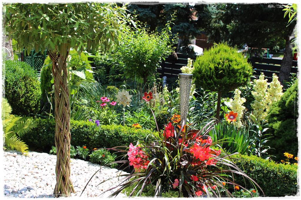 wierzby ozdobne w ogrodzie 1f