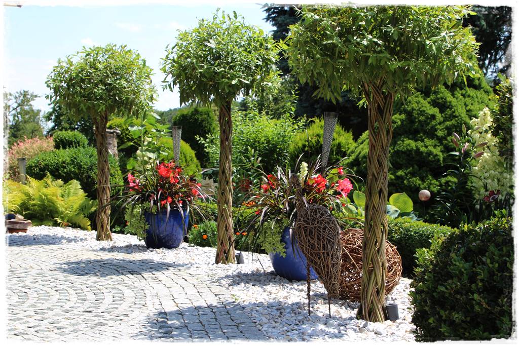 wierzby ozdobne w ogrodzie 1g