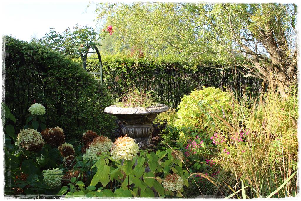 wierzby ozdobne w ogrodzie 2