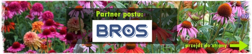 wierzby ozdobne w ogrodzie 200