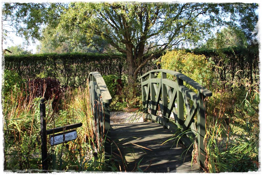 wierzby ozdobne w ogrodzie 2a