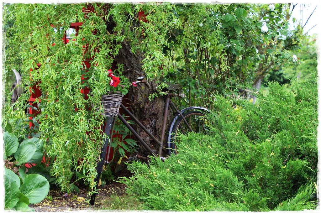 wierzby ozdobne w ogrodzie 2e