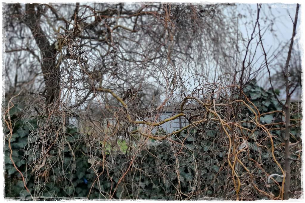 wierzby ozdobne w ogrodzie 3