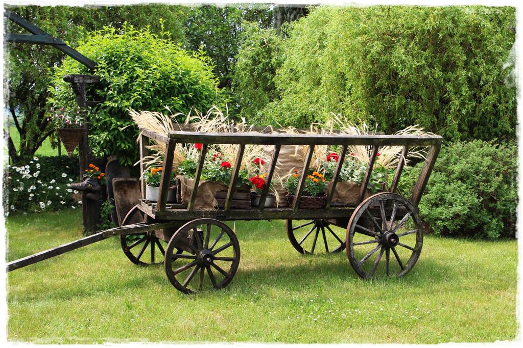 wierzby ozdobne w ogrodzie 3e