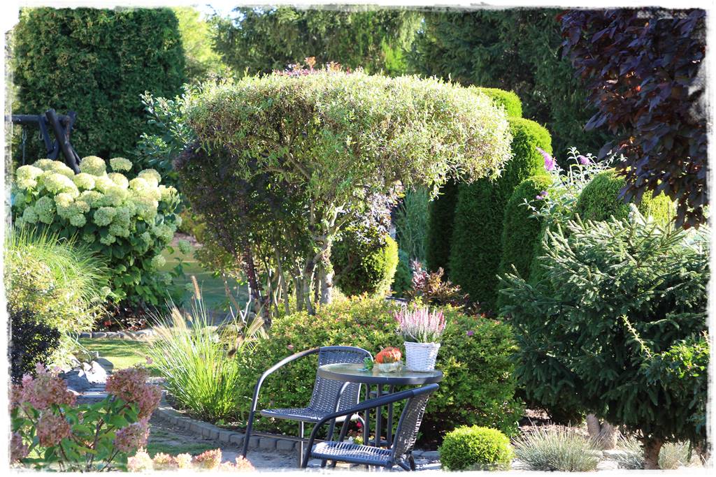 wierzby ozdobne w ogrodzie 3f