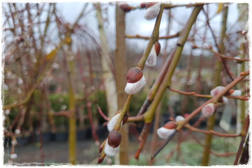 wierzby ozdobne w ogrodzie 4a