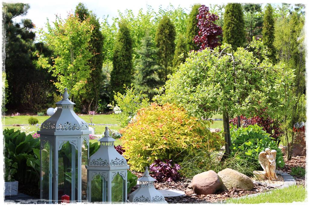 wierzby ozdobne w ogrodzie 4b