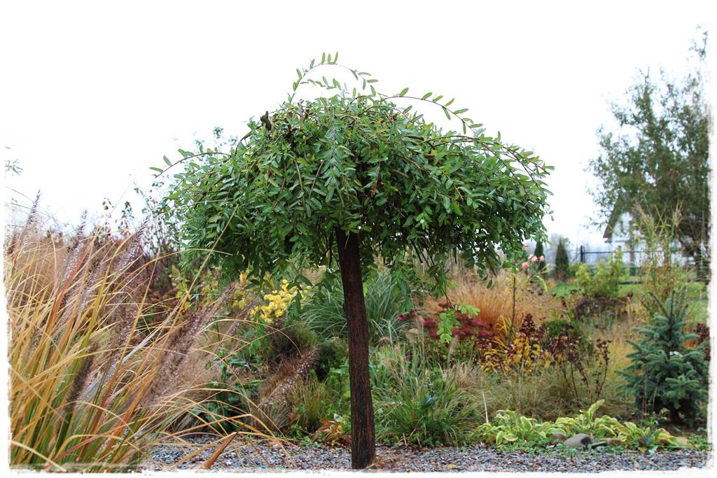 wierzby ozdobne w ogrodzie 4c